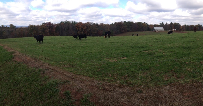 This cow field was literally right next to the Bob Evans parking lot. MOO.